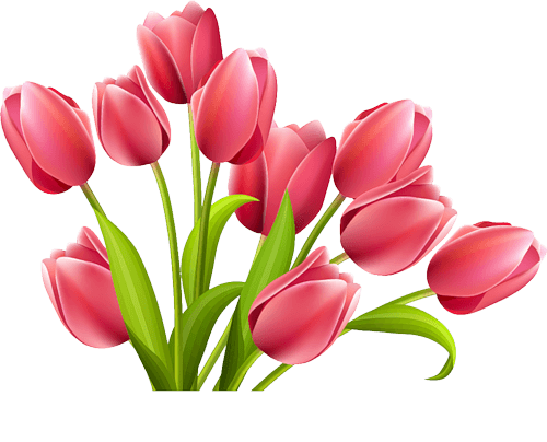 Tulip PNG Image Background