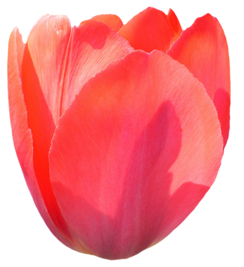 Tulip PNG-Bild transparent