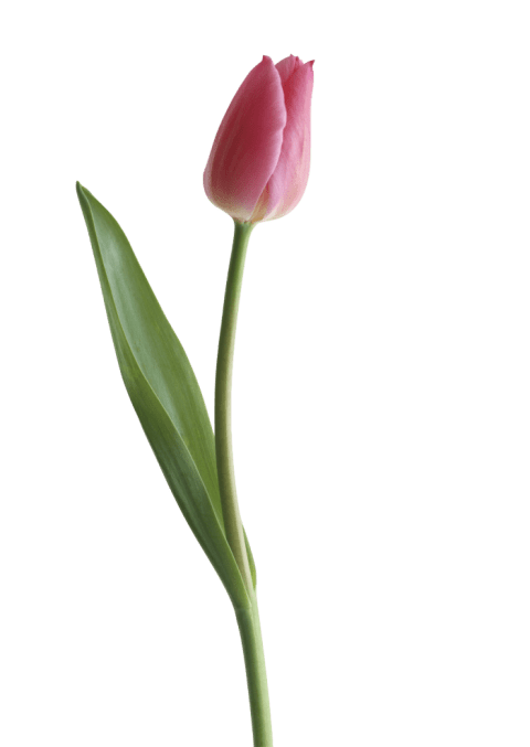 Tulip PNG صورة مع خلفية شفافة