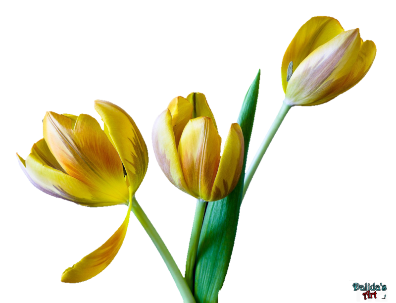 tulip PNG image
