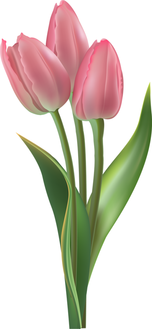Tulpe transparente Hintergrund PNG