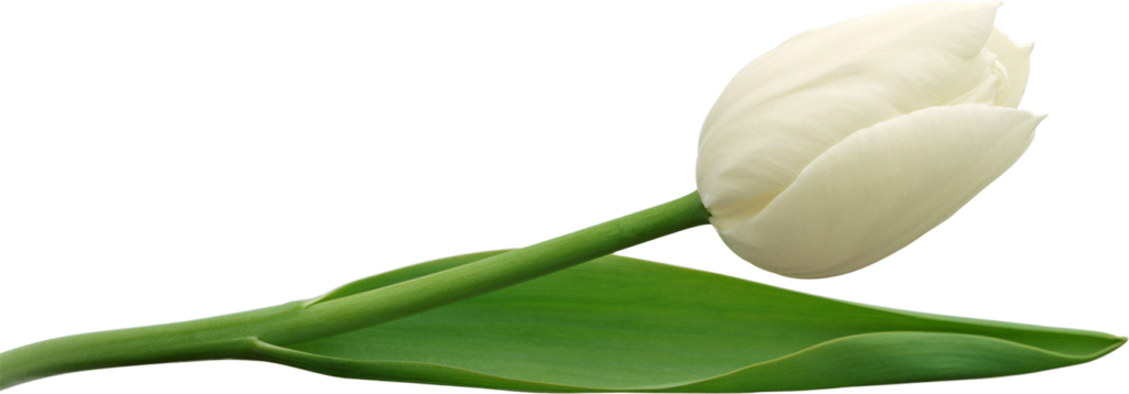 Tulpe transparent