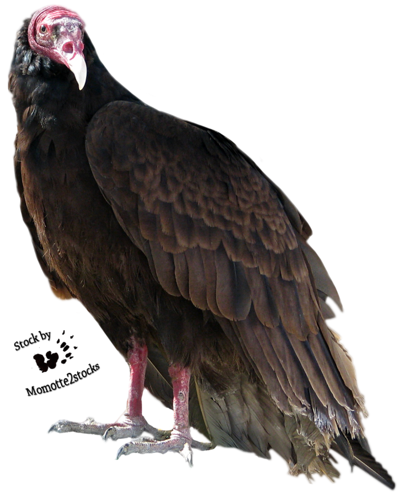 Turkey Bird PNG High-Quality Image