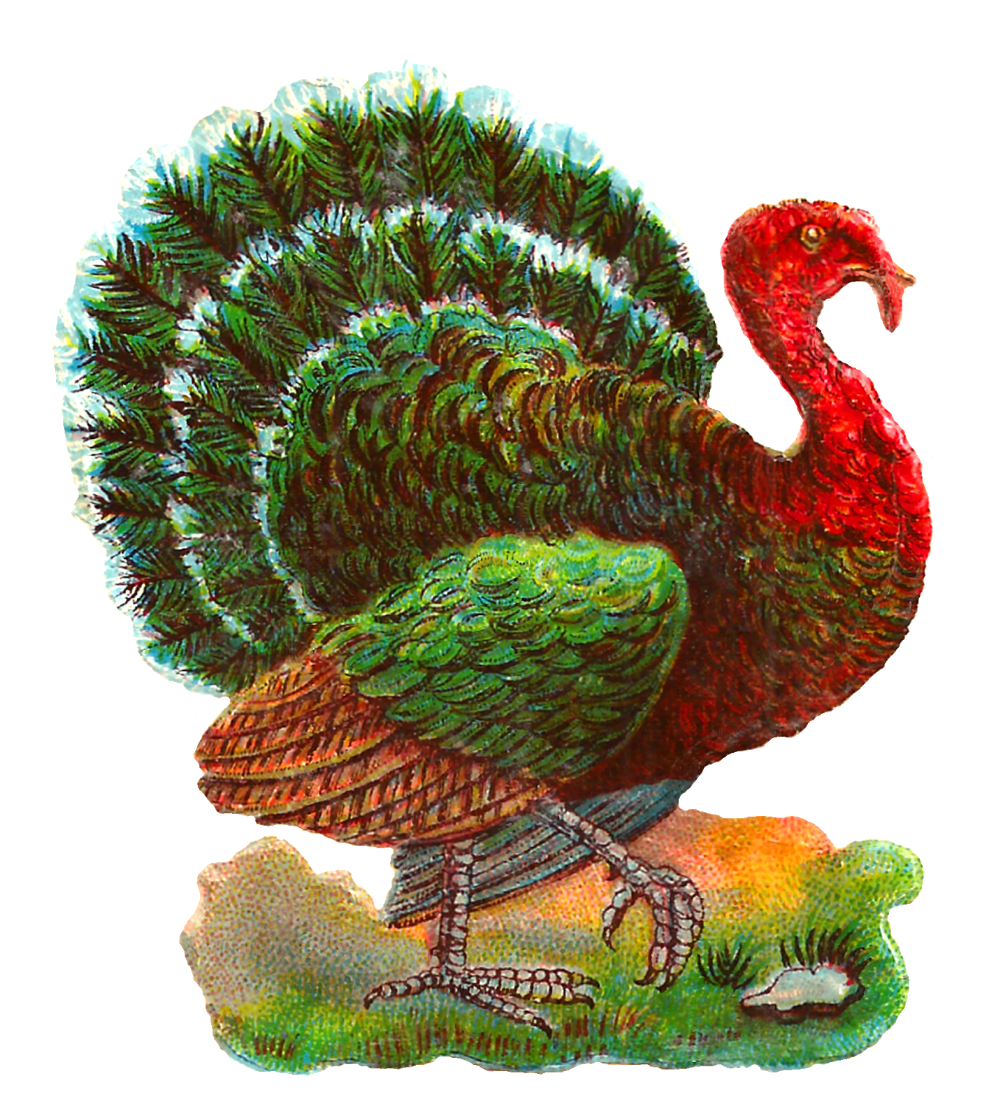 Turkey Bird PNG Photo