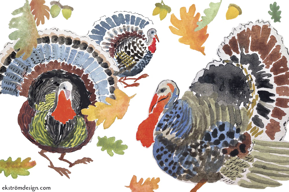 Turkey Bird PNG Transparent Image