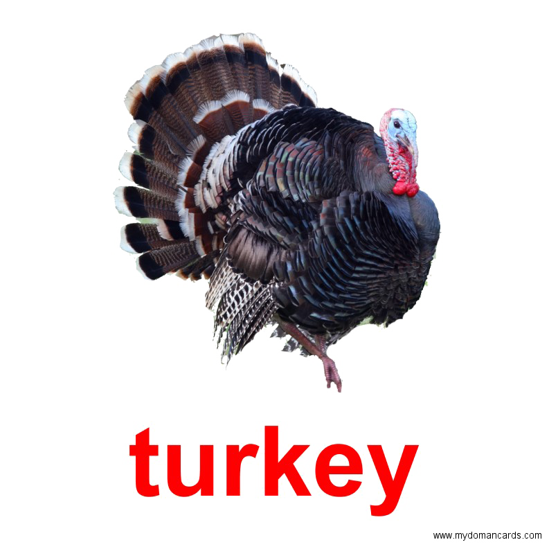 Turkey Bird Transparent Image