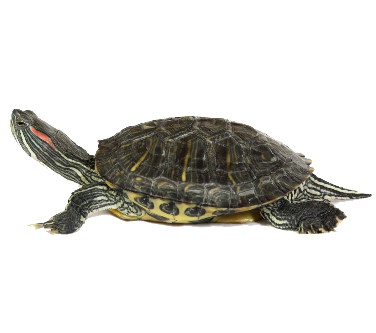 Turtle Kostenloses PNG-Bild