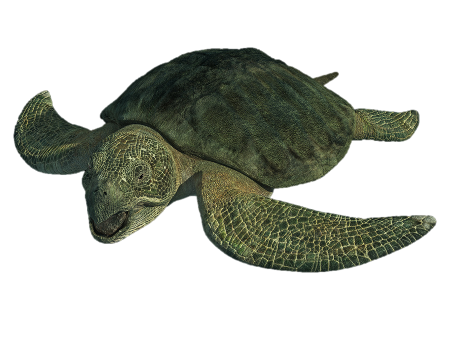 Turtle PNG Télécharger limage