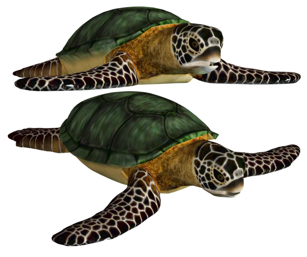 Turtle PNG Unduh Gratis