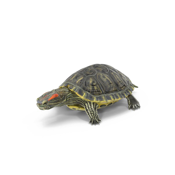 Turtle PNG High-Quality Image