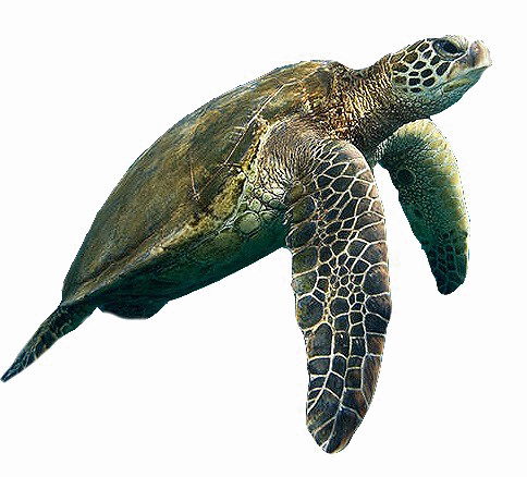 Turtle PNG-Bildhintergrund
