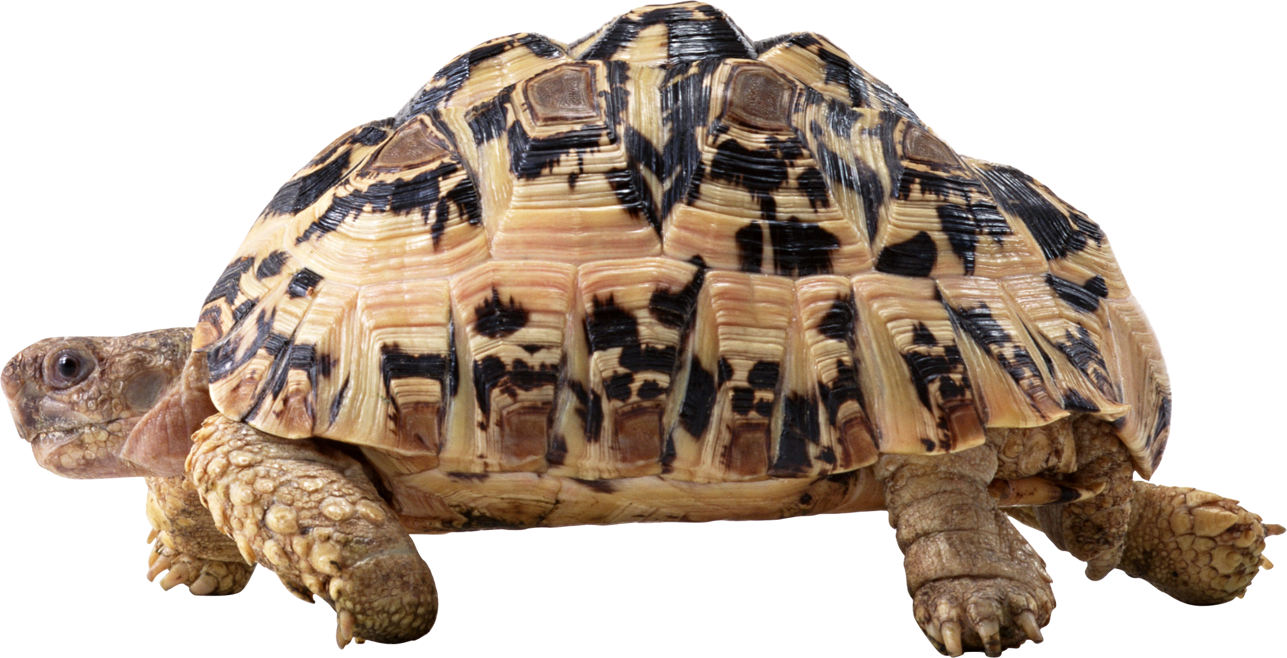 Schildkröten-PNG-Bild mit transparentem Hintergrund