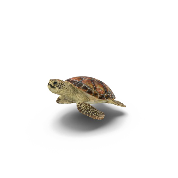 Черепаха PNG картина