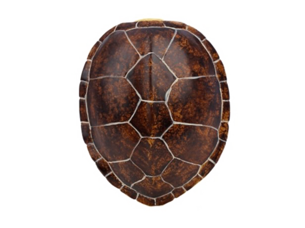 Черепаха оболочка прозрачное изображение