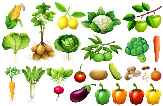Vegetable PNG Background Image