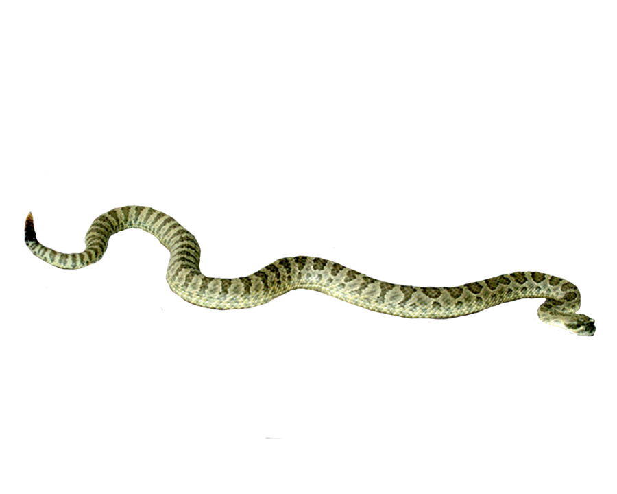 Viper Snake PNG Free Download
