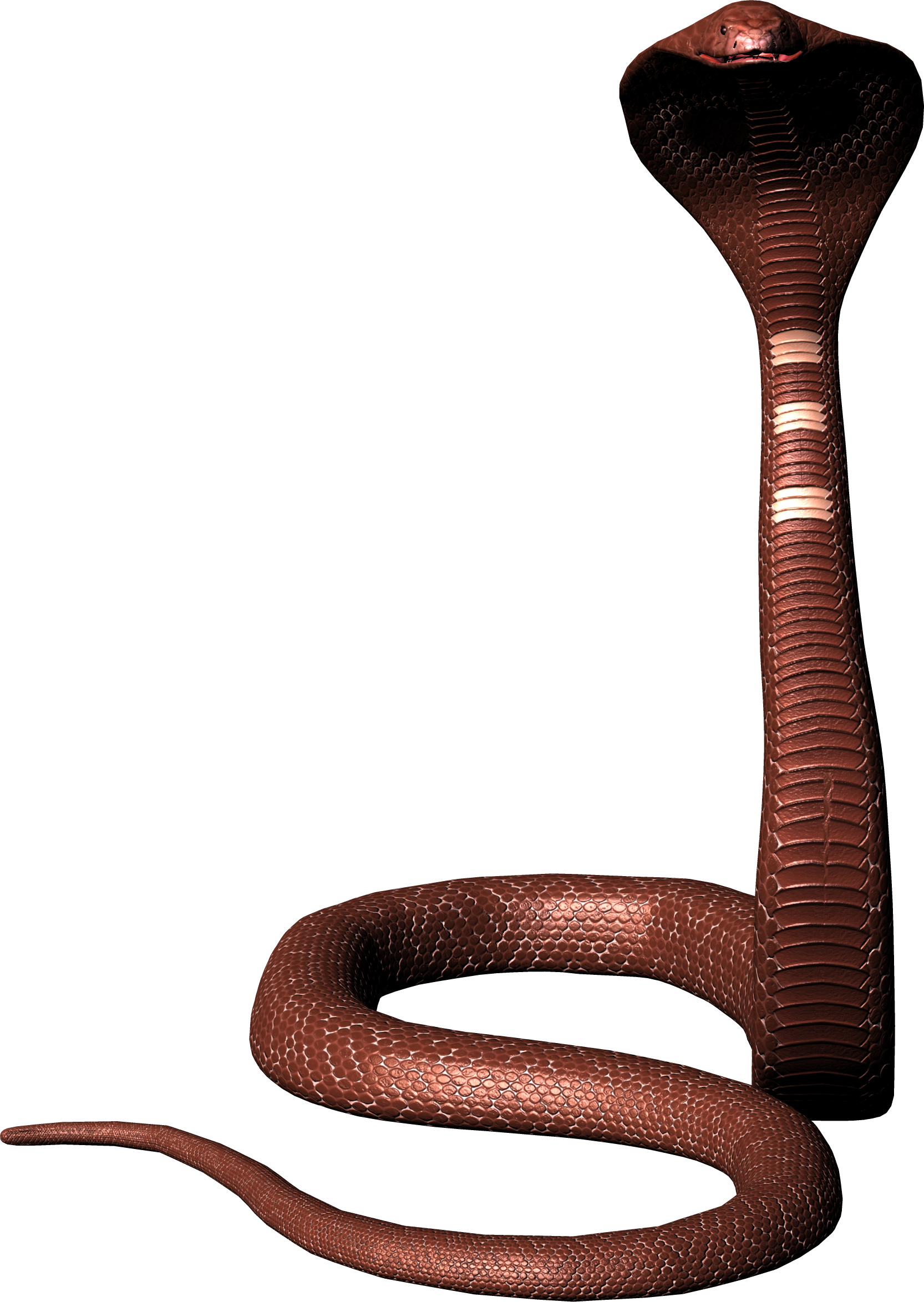 Viper Snake PNG Image Background