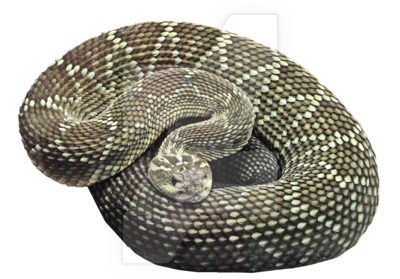 Viper Snake PNG Pic