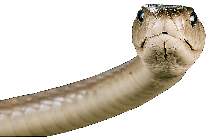 Viper Snake PNG Transparent Image