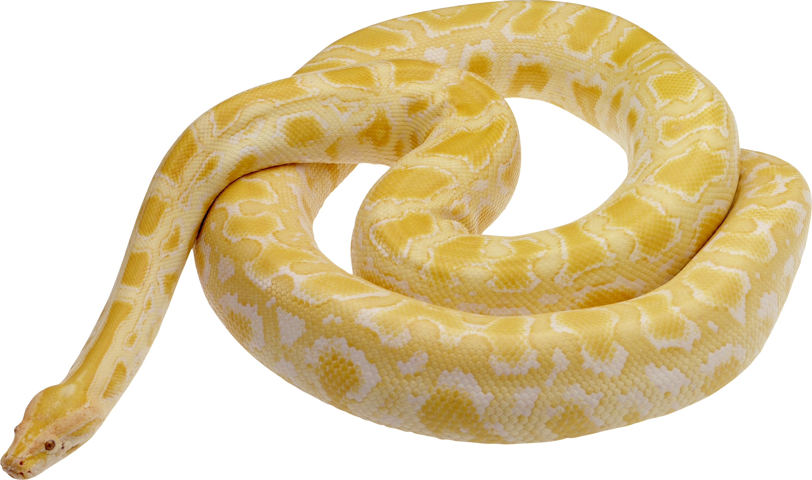 Viper Snake Transparent Images