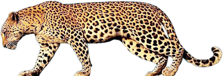 Walking Leopard PNG Download Afbeelding