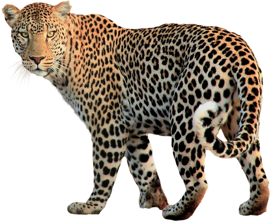 Marcher Leopard PNG Téléchargement Gratuit