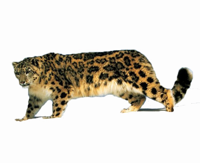 Walking Leopard PNG Hoogwaardige Afbeelding