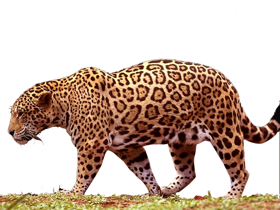 Walking Leopard Transparante achtergrond PNG