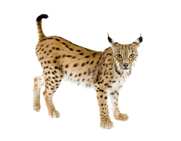 Walking Lynx Transparent Image