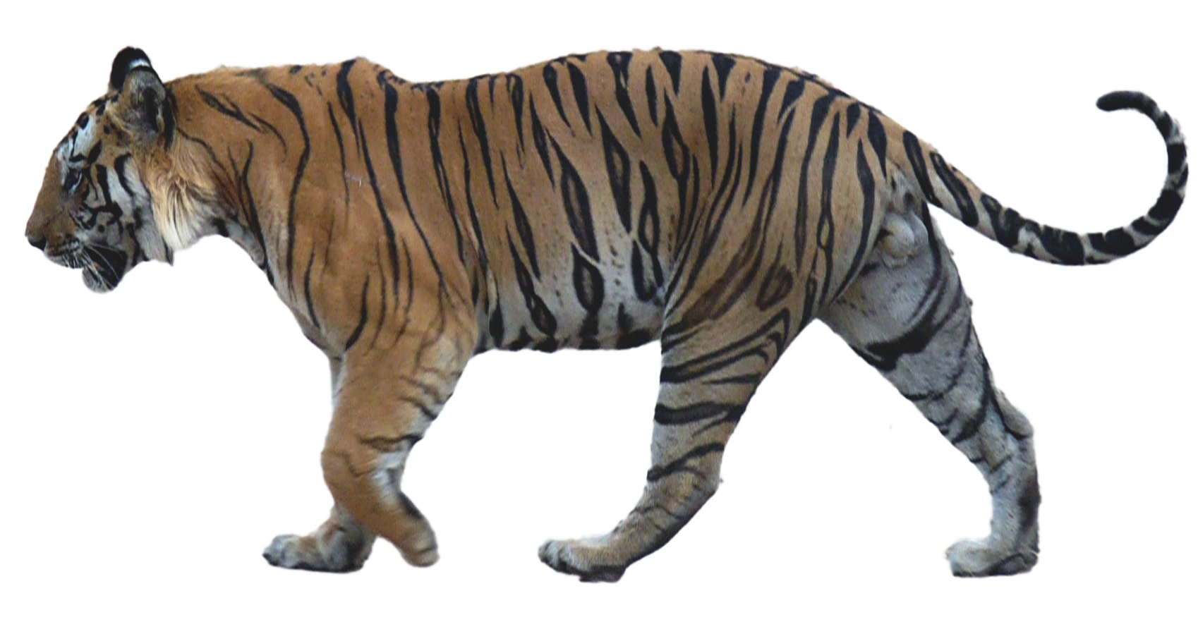 Fondo de imagen de tigre PNG caminando
