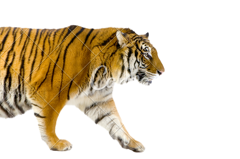 Caminando Tiger PNG Imagen