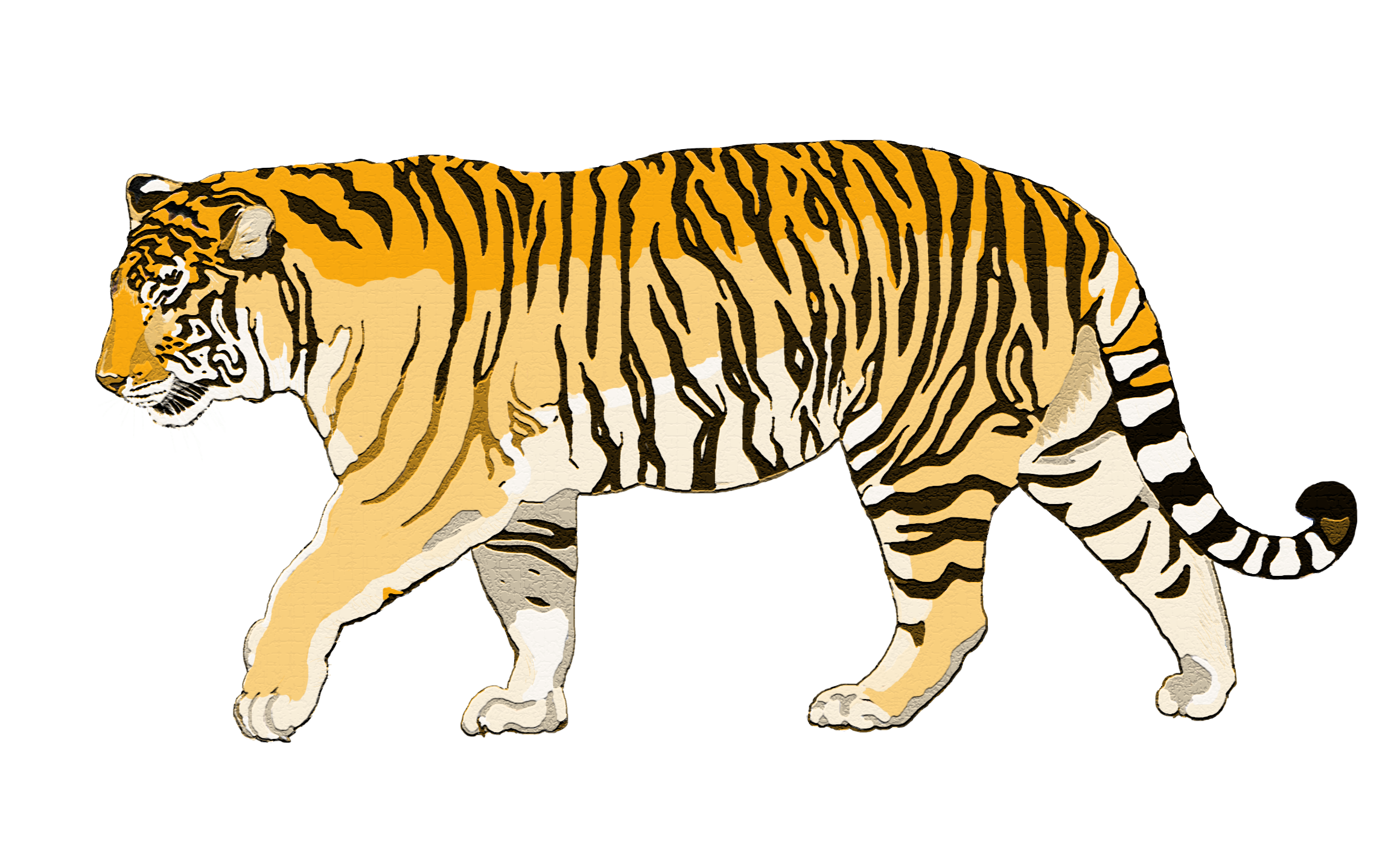 Ходьба тигра PNG фото
