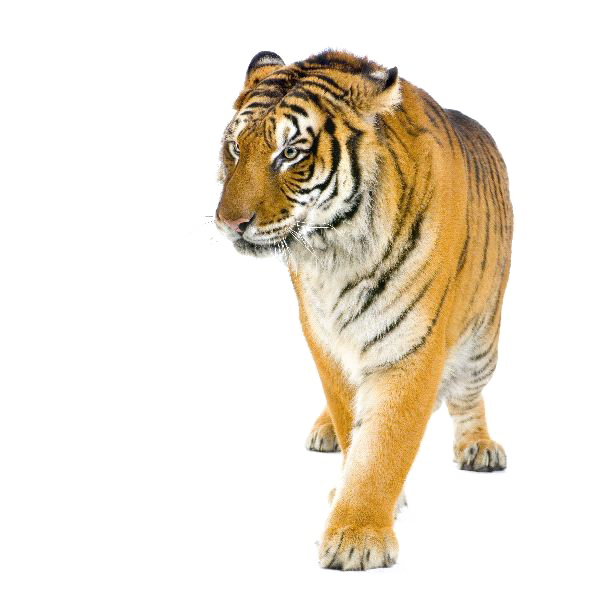 Caminando tigre PNG foto