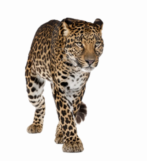 Immagine Trasparente di Tiger PNG a piedi