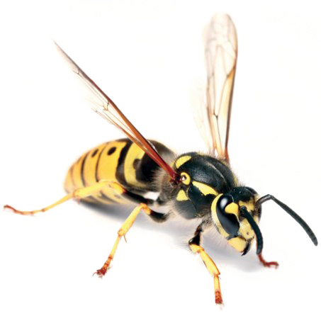 Wasp Free PNG Image