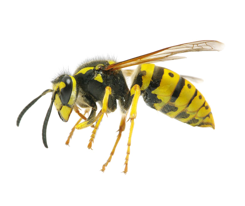 Wasp PNG фоновое изображение