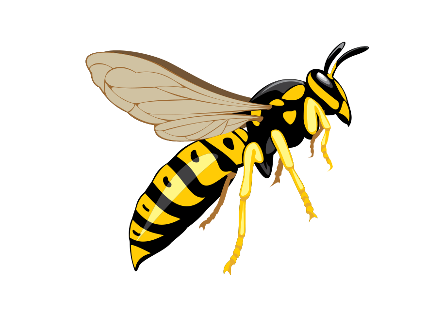 Wasp PNG Download Image