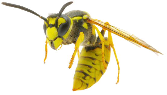 Wasp PNG Free Download