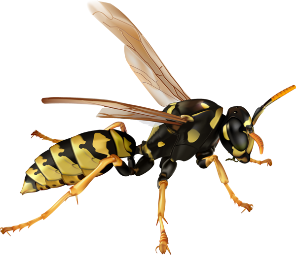 Wasp PNG High-Quality Image