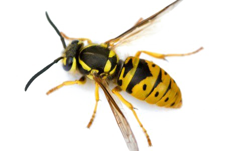 Wasp PNG Image