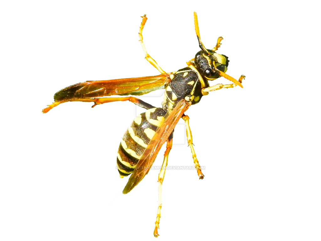 Wasp PNG Picture