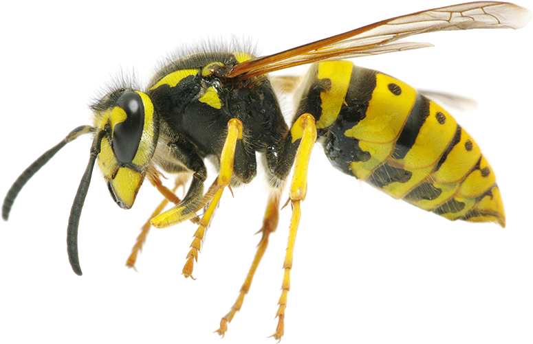 Wasp Transparent Background PNG