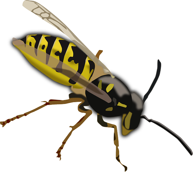 Wasp Transparent Images