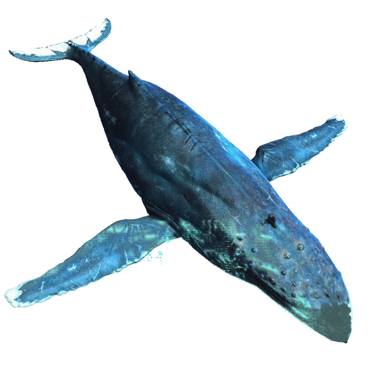 Imagen de fondo de ballena PNG