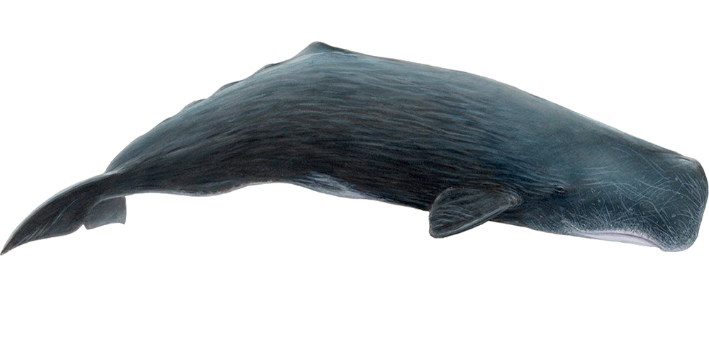 Whale PNG Download Image
