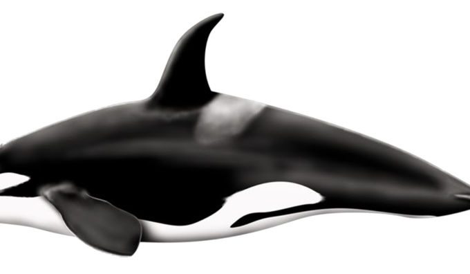 Descarga gratuita de ballena PNG