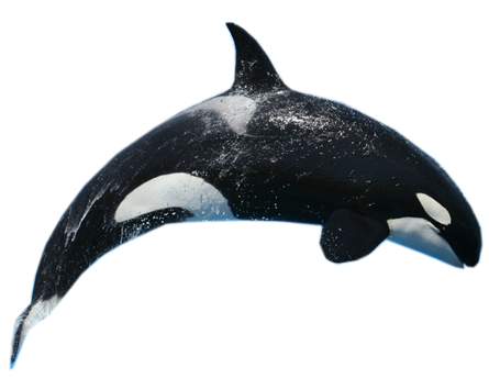 Fondo de imagen de ballena PNG