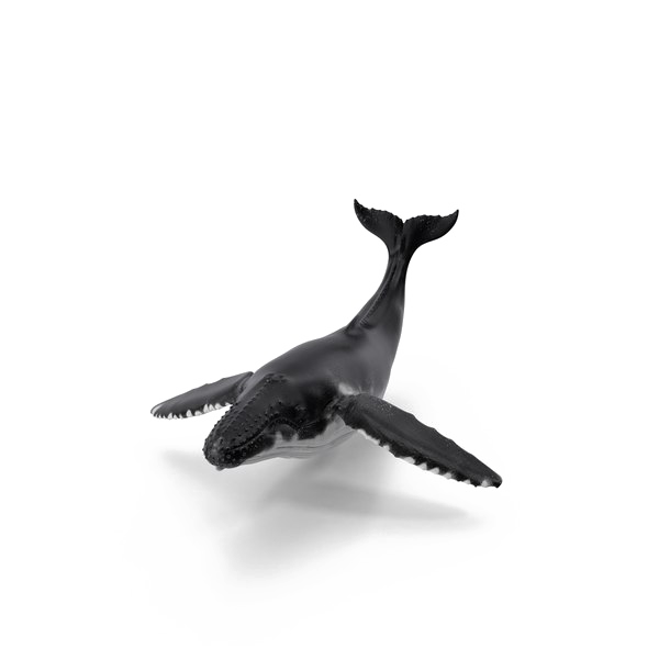 Imagen PNG de ballena con fondo Transparente