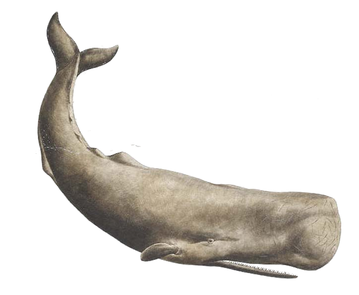 Pic PNG de baleine