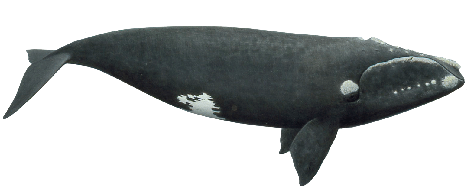 Whale Transparent Image